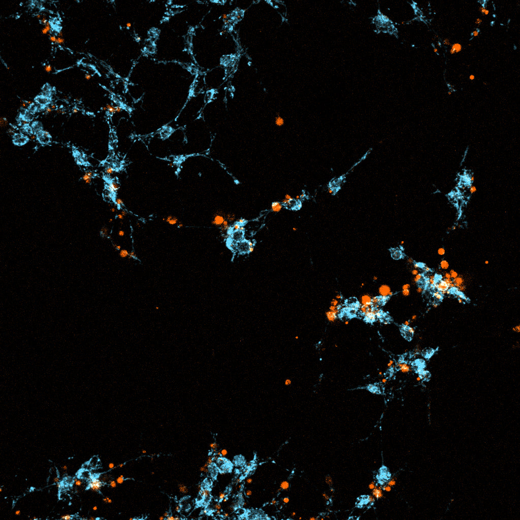 Cells stained with LIVE-Dead stain