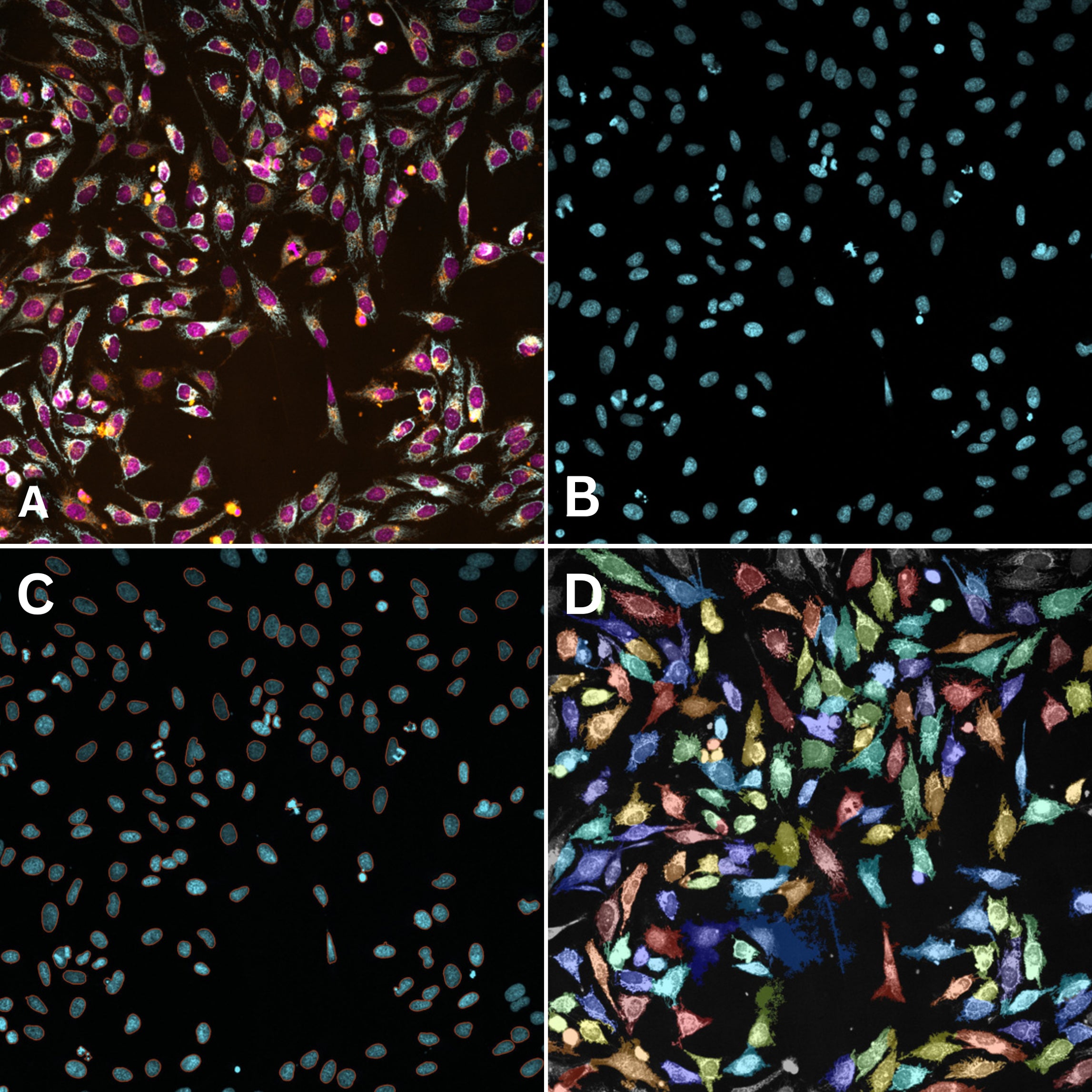 Biocompatible cell segmentation