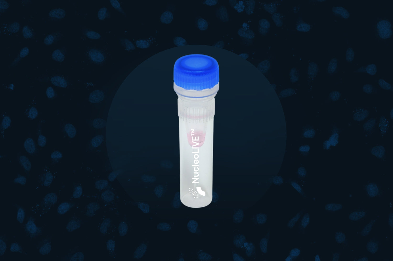 Live cell, Non-toxic Nuclear dye for real time Nuclear segmentation, Cells segmentation and long term imaging in 2D and 3D